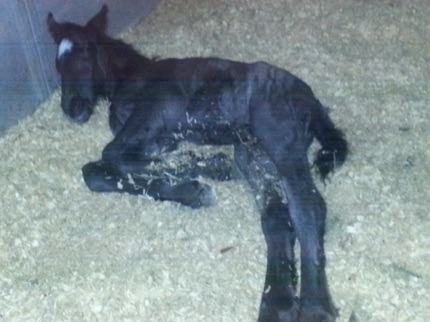 Only a few minutes old Only a few minutes old