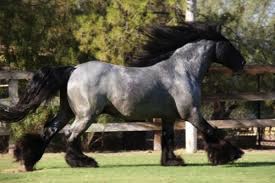 SD DJWW Black Jack
(Steel's Sire) SD DJWW Black Jack
(Steel's Sire)