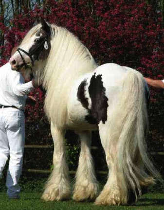Rob Roy, Bobby's sire