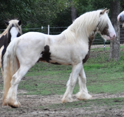 Flash's Sire
"Bright Bobby"