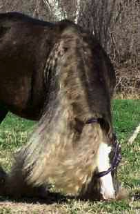 Flash's Great Grandsire
"The Boss" Flash's Great Grandsire
"The Boss"