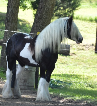 Darren
Dartanian's Sire