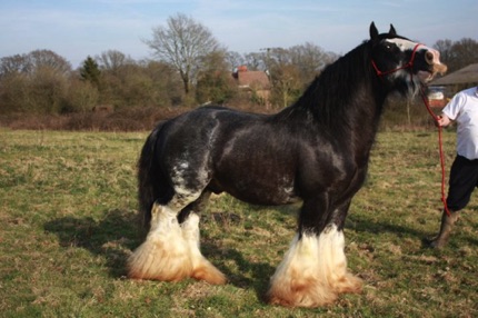 Grayson's Great Great Grandsire
"Peter Ash's Bullseye"