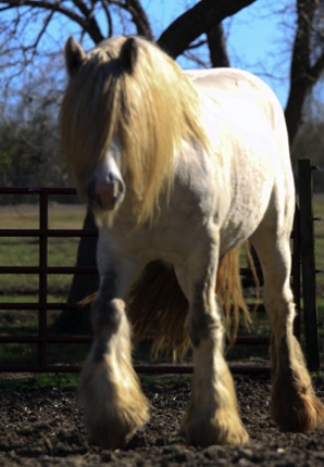 Jameson
Irish's Sire