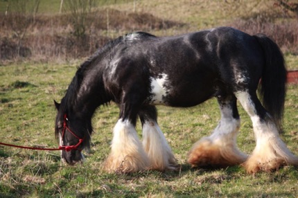 Peter Ash's Bullseye
Jameson’s Great Grandsire Peter Ash's Bullseye
Jameson’s Great Grandsire