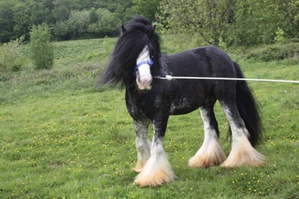 Peter Ash's Blue Horse
Jameson’s Grandsire Peter Ash's Blue Horse
Jameson’s Grandsire