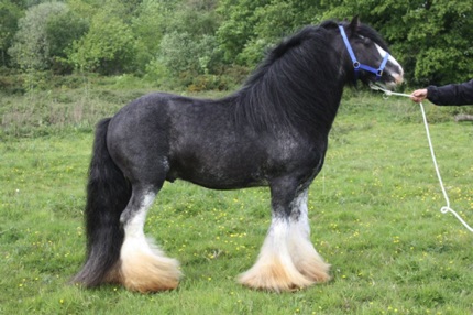 Peter Ash's Blue Horse
Jameson’s Grandsire Peter Ash's Blue Horse
Jameson’s Grandsire